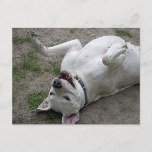 Dogo Argentino Postkarte