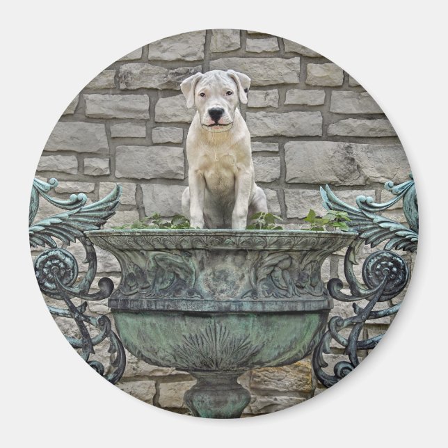 Dogo Argentino Puppy Royal Magnet (Vorne)