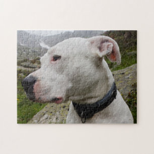 Dogo argentino puzzle