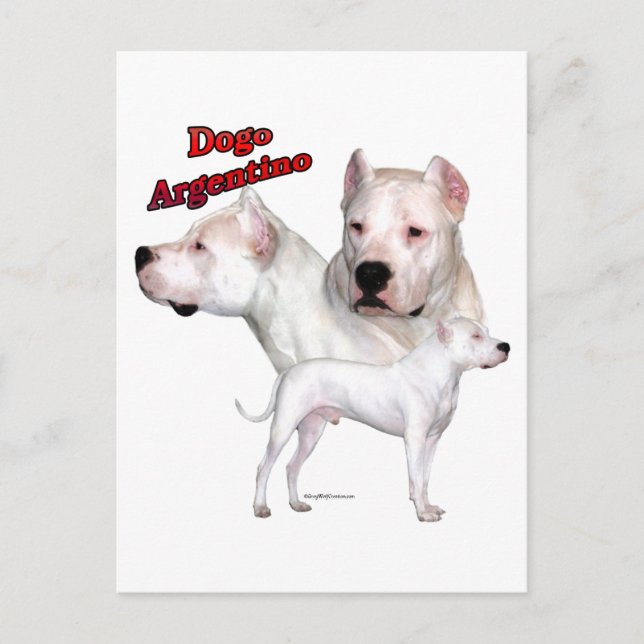 Dogo Argentino Trio 2 Postkarte (Vorderseite)