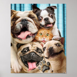Dogs and a Cat Group Photo Poster