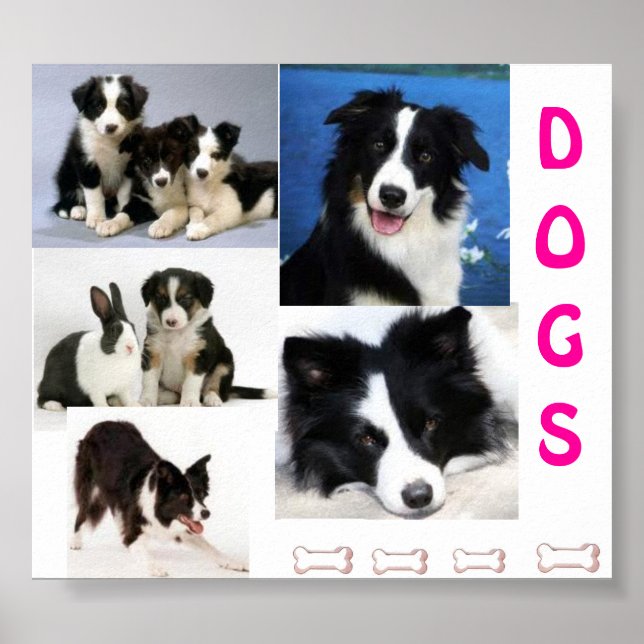 DOGS-Plakat Poster (Vorne)