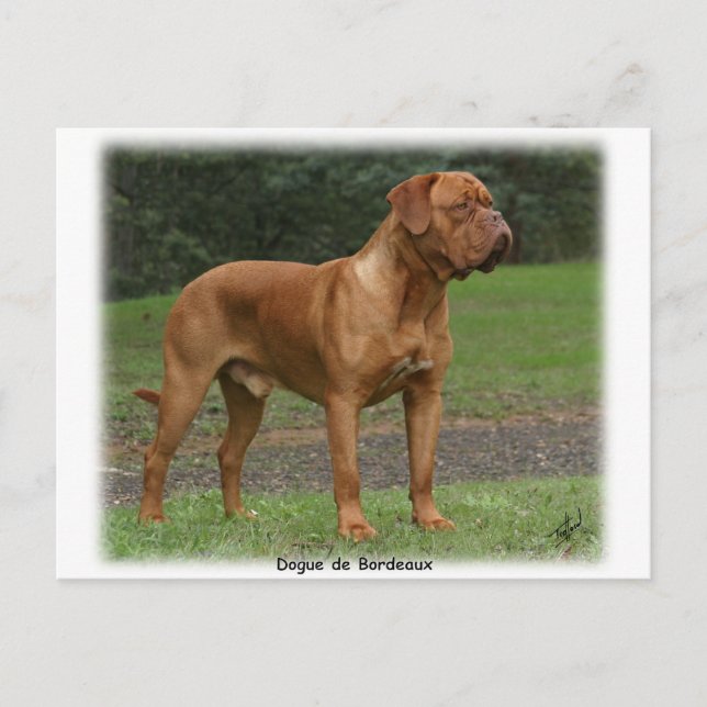 Dogue de Bordeaux 9Y201D-159 Postkarte (Vorderseite)