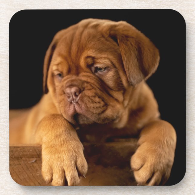 Dogue de Bordeaux, französischer Mastiff Welpe Dog Getränkeuntersetzer (Vorderseite)