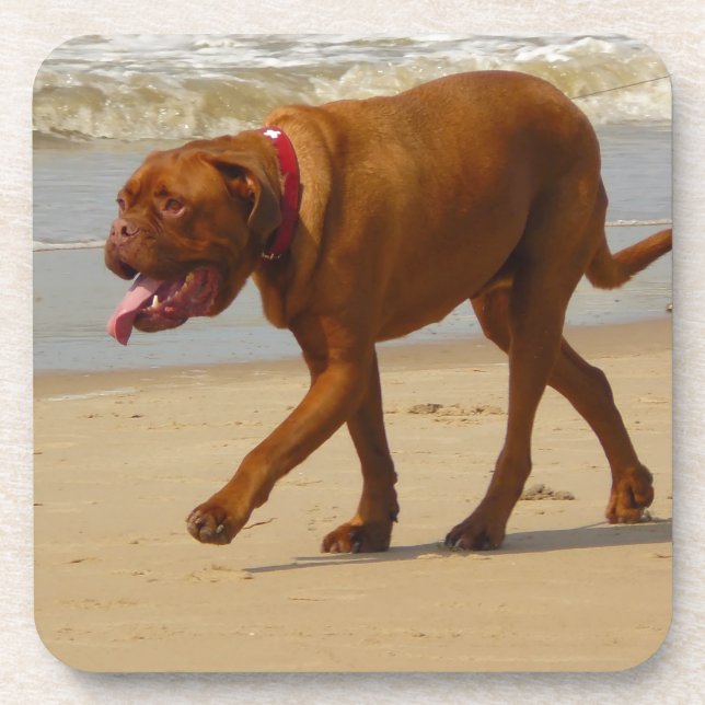 Dogue de bordeaux getränkeuntersetzer (Vorderseite)