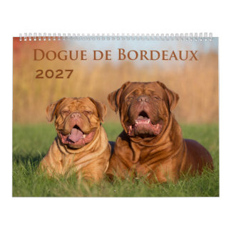 Dogue de Bordeaux Großer Wandkalender