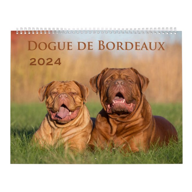 Dogue de Bordeaux Großer Wandkalender (Titelbild)