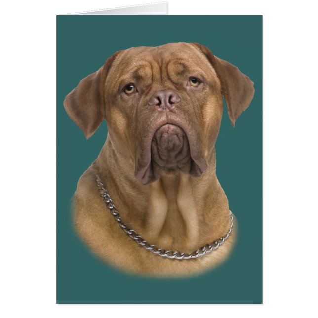 Dogue De Bordeaux Portait (Vorne)