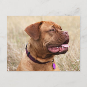 Dogue de bordeaux postkarte