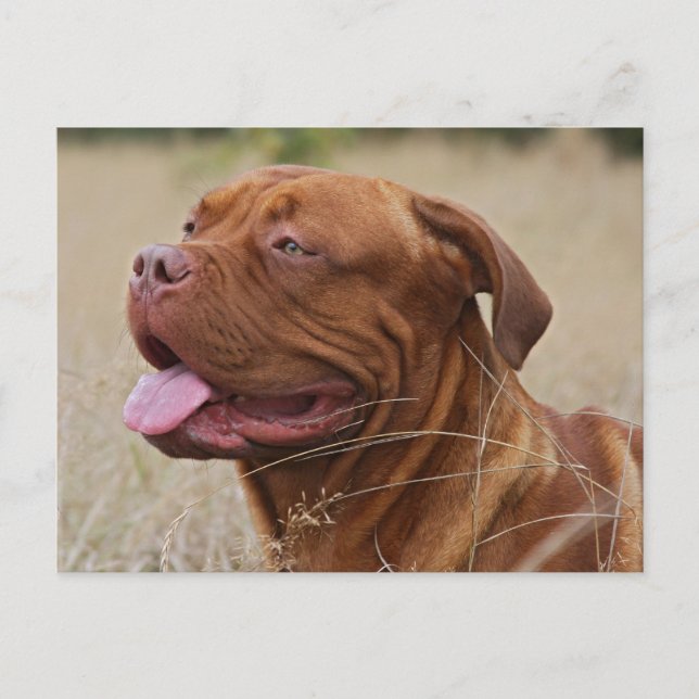Dogue de Bordeaux Postkarte (Vorderseite)