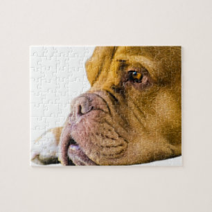 Dogue de Bordeaux Puzzle