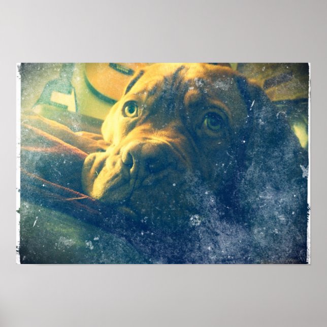 Dogue de Bordeaux Vintages inspiriertes Plakat (Vorne)
