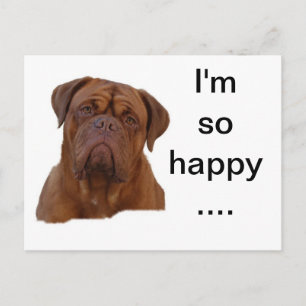 Dogue de Bourdeaux Postkarte