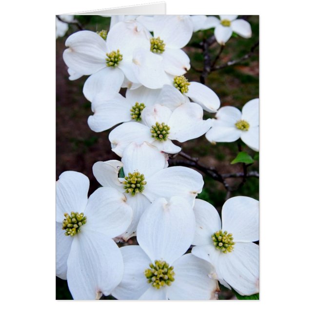 Dogwood (Vorne)
