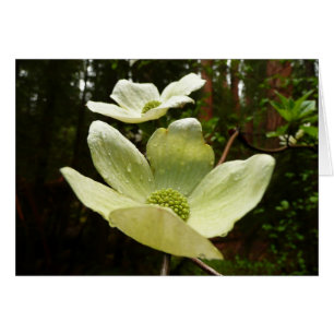 Dogwood and Redwoods in Yosemite National Park