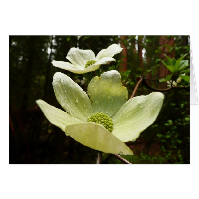 Dogwood and Redwoods in Yosemite National Park (Vorderseite (Horizontal))