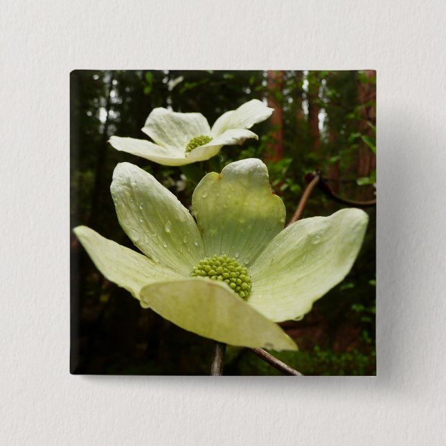 Dogwood and Redwoods in Yosemite National Park Button (Vorderseite)
