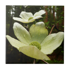 Dogwood and Redwoods in Yosemite National Park Fliese