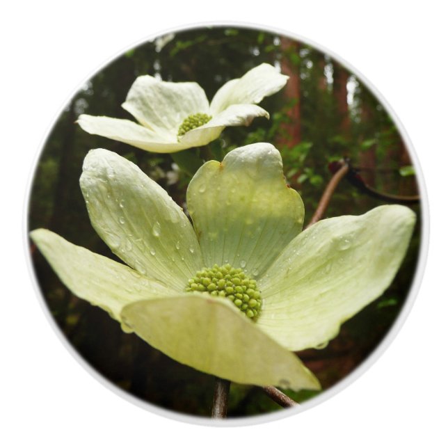 Dogwood and Redwoods in Yosemite National Park Keramikknauf (Vorderseite)