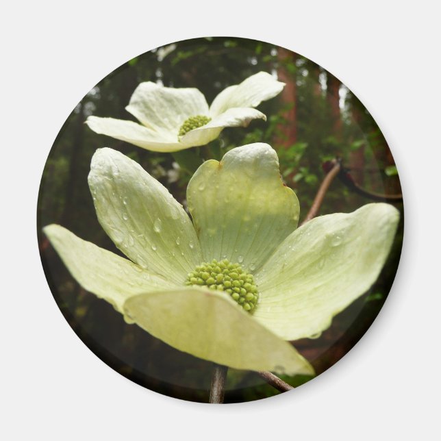 Dogwood and Redwoods in Yosemite National Park Magnet (Vorne)