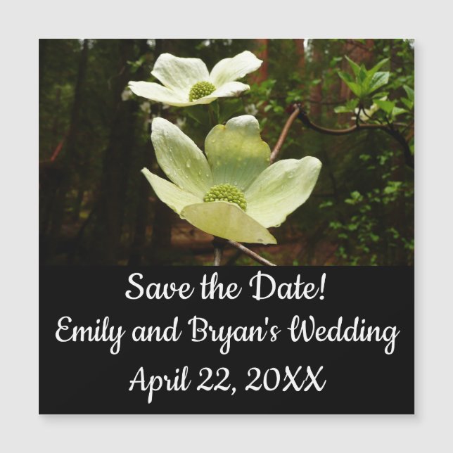 Dogwood and Redwoods in Yosemite National Park Magnetkarte (Vorderseite)