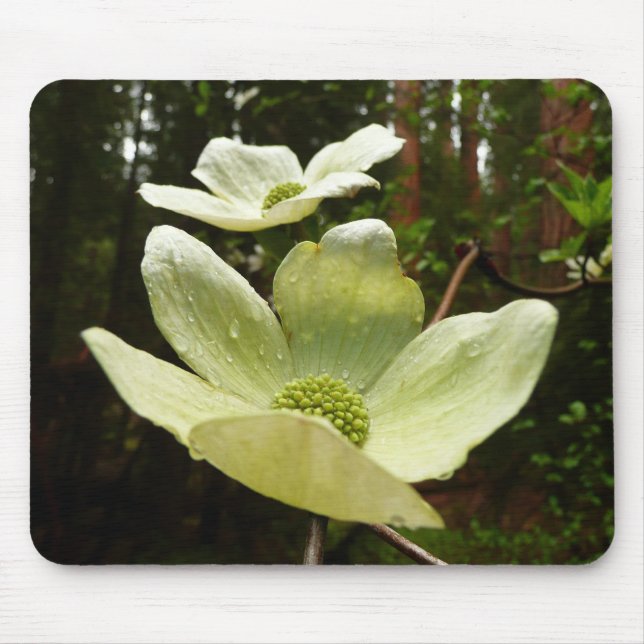 Dogwood and Redwoods in Yosemite National Park Mousepad (Vorne)