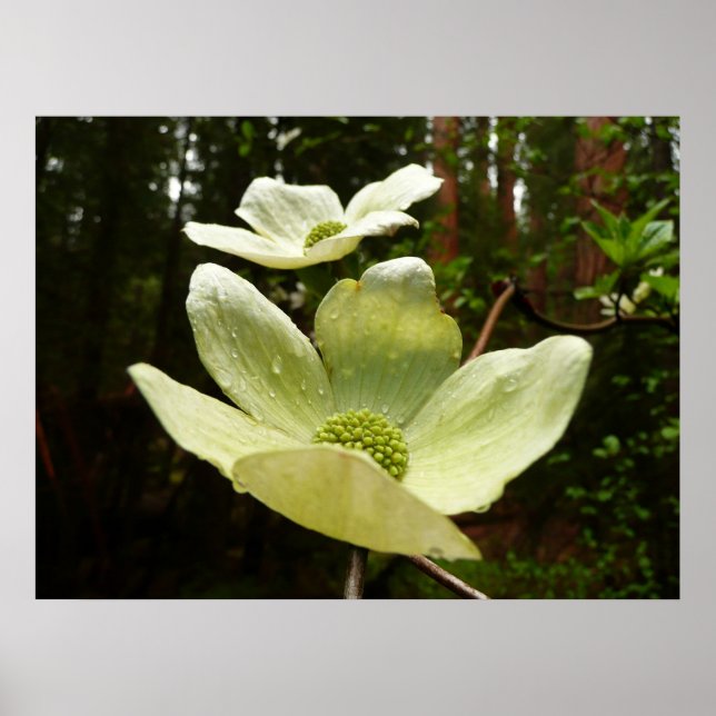 Dogwood and Redwoods in Yosemite National Park Poster (Vorne)