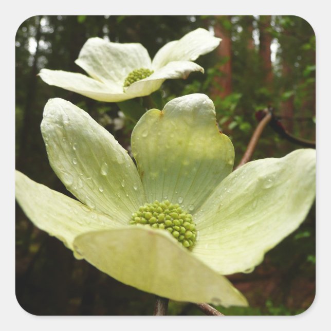 Dogwood and Redwoods in Yosemite National Park Quadratischer Aufkleber (Vorderseite)