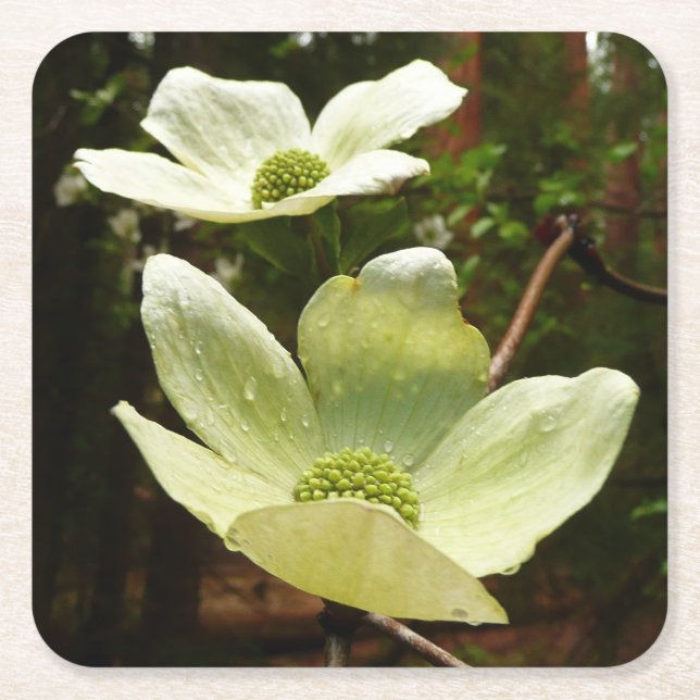 Dogwood and Redwoods in Yosemite National Park Rechteckiger Pappuntersetzer (Vorderseite)