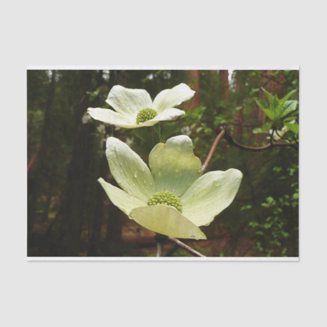 Dogwood and Redwoods in Yosemite National Park Seidenpapier (Vorderseite)