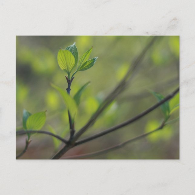 Dogwood-Blätter im Frühjahr Postkarte (Vorderseite)