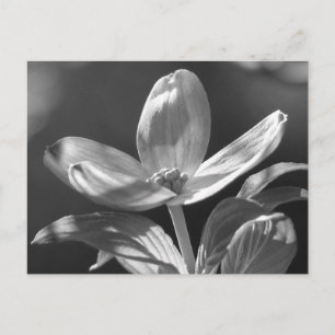 Dogwood Bloom Postkarte