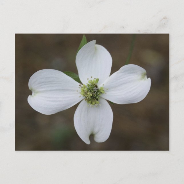 Dogwood Bloom Postkarte (Vorderseite)
