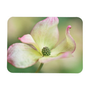 Dogwood Blossom   Cornus Kousa 'Miss Satomi' Magnet