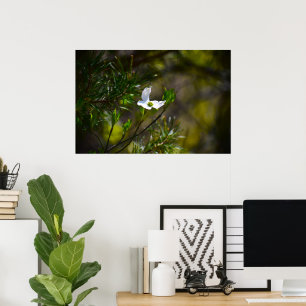 Dogwood Blossom, Poster