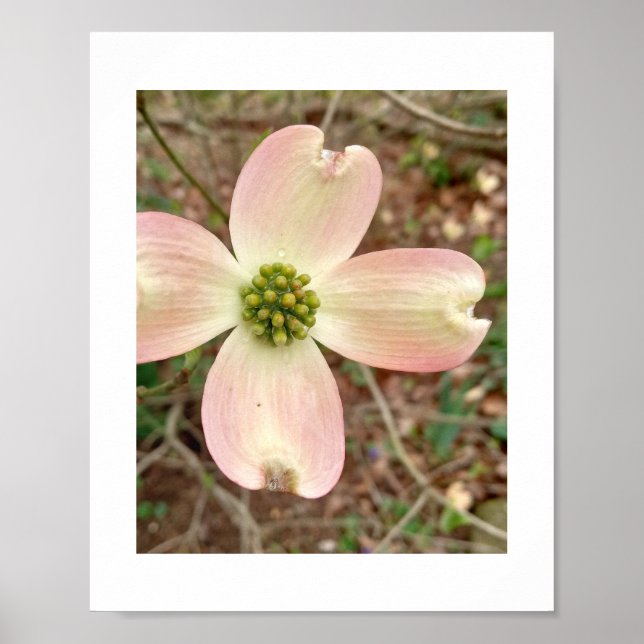 Dogwood Blossom Poster (Vorne)