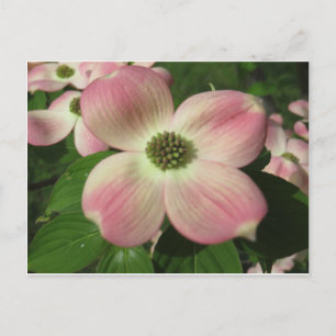 Dogwood Blossom Postkarte