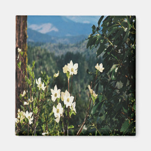 Dogwood blüht.... magnet