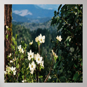 Dogwood blüht...... poster