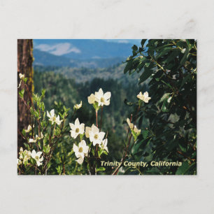 Dogwood blüht......... postkarte