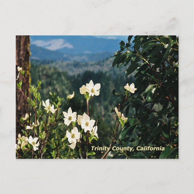 Dogwood blüht......... postkarte (Vorderseite)