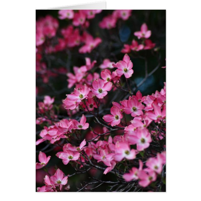 Dogwood-Blume (Vorne)