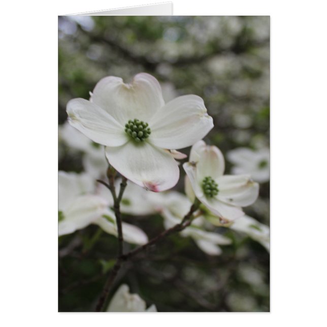 Dogwood-Blume blüht Jeder Anlass Gruß (Vorne)