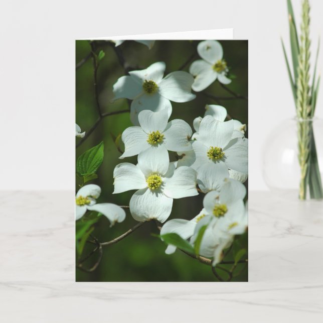 Dogwood Blume Grußkarte Karte (Vorderseite)