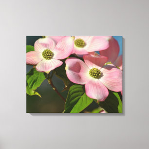 Dogwood-Blume im Frühjahr Leinwanddruck