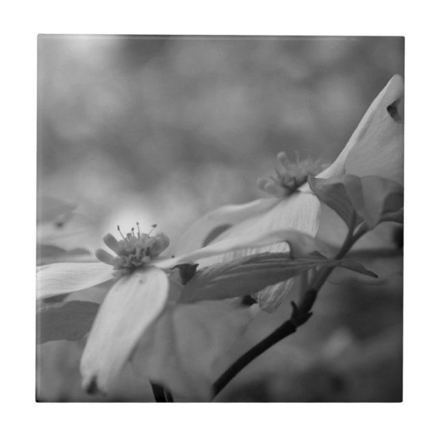 Dogwood-Blume in Schwarz und Weiß Fliese (Vorderseite)