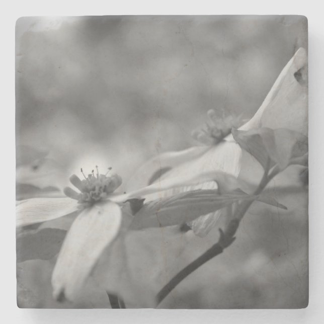 Dogwood-Blume in Schwarz und Weiß Steinuntersetzer (Vorderseite)