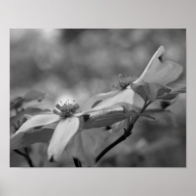 Dogwood-Blume Nah Schwarz-weißes Foto drucken Poster (Vorne)