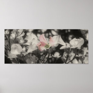 Dogwood-Blume partielle Farbe Poster