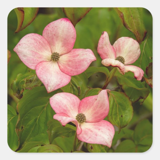Dogwood Blume Stickers (Vorderseite)